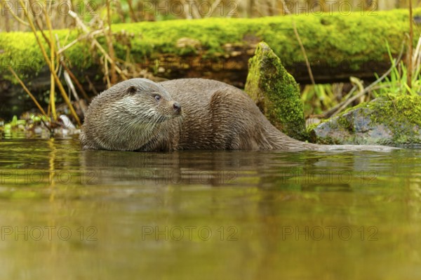 An otter swimming in a river, surrounded by moss-covered tree trunks in a natural environment,