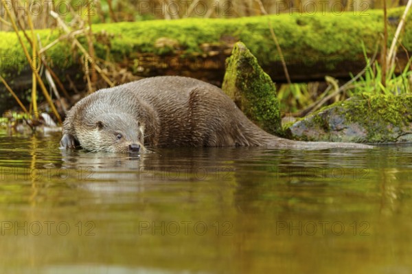 An otter lies quietly in the water, surrounded by moss-covered branches and stones, European otter