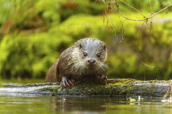 An otter in the water looks curiously over a tree trunk, surrounded by moss, European otter (Lutra