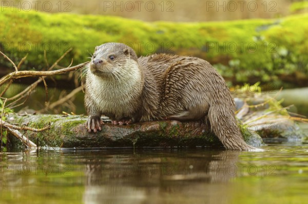 An otter sitting on a stone trunk surrounded by water and mossy surroundings, European otter (Lutra