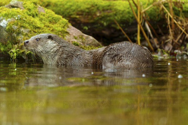 An otter swims gently through the water, surrounded by mossy landscape elements, European otter