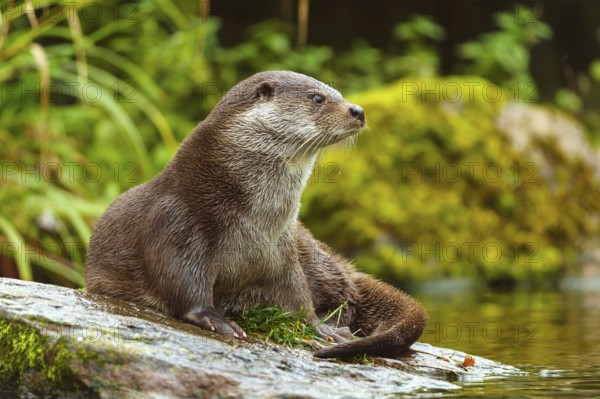 An otter sitting on a moss-covered stone in a natural habitat, European otter (Lutra lutra),