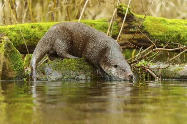 An otter in a moss-covered environment drinking water from the surface, European otter (Lutra