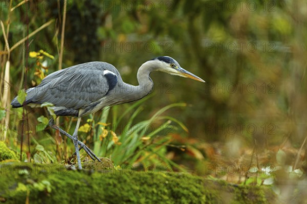 A grey heron walks through a lush forest area with moss-covered ground and plants, Grey heron,
