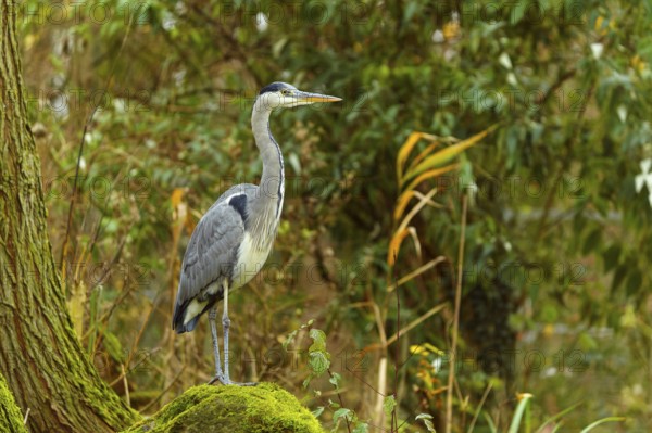 A grey heron stands majestically on a mossy tree trunk in front of a forest background, Grey heron,