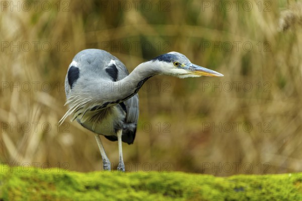 A grey heron stands on a moss-covered field, surrounded by a blurred background, Grey heron, (Ardea