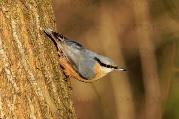 A colourful bird climbs vertically on a tree trunk, surrounded by warm colours, Nuthatch (Sitta