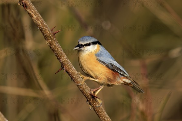 A small, colourful bird sits on a thorny branch with a blurred background, Nuthatch (Sitta