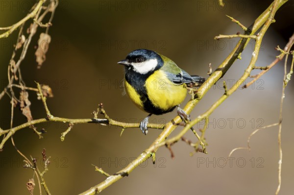 A small bird sitting on a thin branch surrounded by delicate autumnal twigs, Great Tit, (Parus