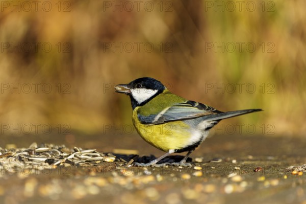 A bird stands on the ground and eats grains in front of a blurred, autumnal background, Great Tit,