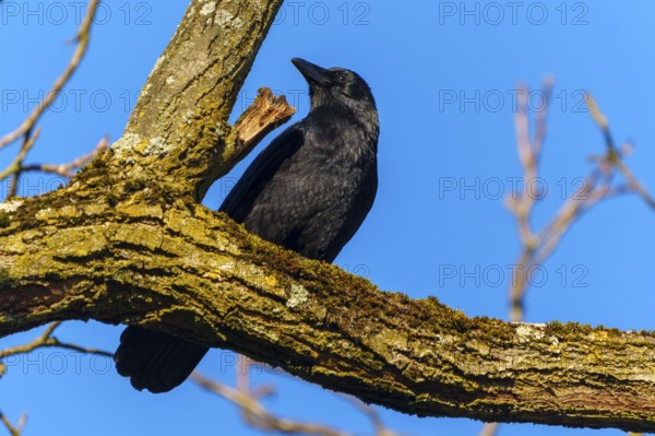A crow sitting on a branch against a clear blue sky, Corvus corone wildlife, Germany