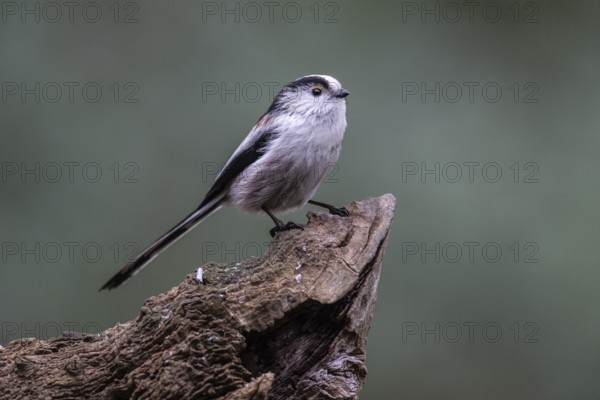 Long-tailed Tit (Aegithalos caudatus), Emsland, Lower Saxony, Germany