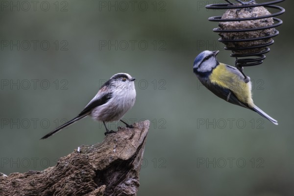 Long-tailed Tit (Aegithalos caudatus) and Blue Tit (Parus caerulea), Emsland, Lower Saxony, Germany