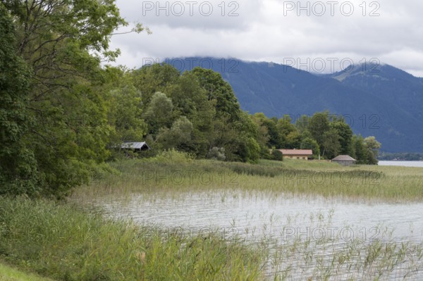 Banks of Tegernsee, reed grass, forest and boathouses on the lake, Gmund, Tegernsee, Upper Bavaria,