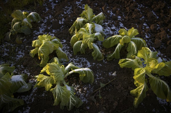 Cultivation of Chinese cabbage, winter vegetables, agriculture, snow, winter, Schmiden near