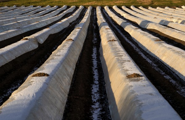White film prevents purple and green asparagus heads, controls the start of harvest, asparagus,