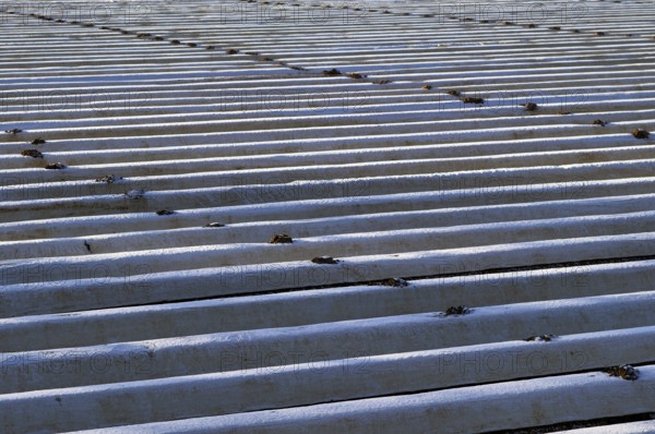 White film prevents purple and green asparagus heads, controls the start of harvest, asparagus,