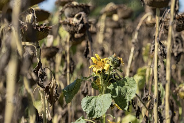 Sunflower field, brown withered sunflowers (Helianthus annuus), including a single young plant