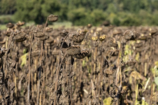 Sunflower field, brown withered sunflowers (Helianthus annuus), heat, lack of water, drought,