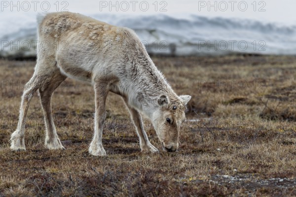 The new antlers of the reindeer cow (Rangifer tarandus) are just starting to grow, snow, winter,