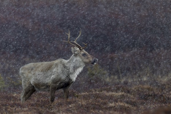 The reindeer cow (Rangifer tarandus) is also used to sudden snowfall in spring and summer,