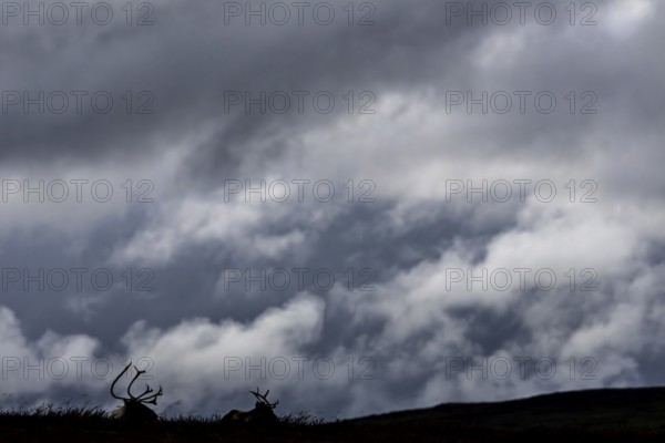 Two reindeer (Rangifer tarandus) are not disturbed by the approaching storm front, storm,