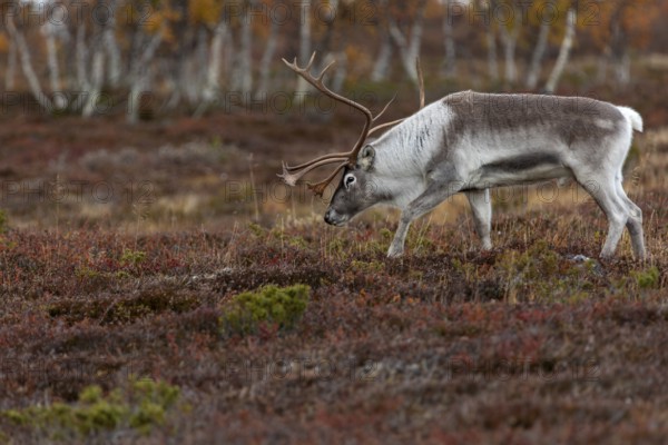The scent of a female gives the reindeer bull (Rangifer tarandus) pause, rutting season, mating
