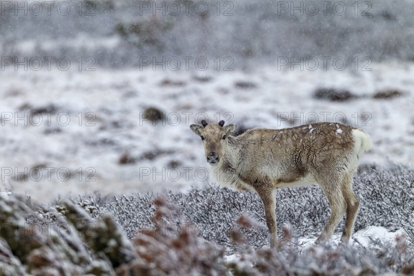 The onset of winter in late spring does not disturb the reindeer cow (Rangifer tarandus), snowfall,
