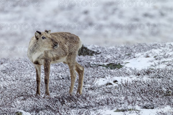 The name Ren, for the reindeer (Rangifer tarandus) originated from Nordic spellings, such as