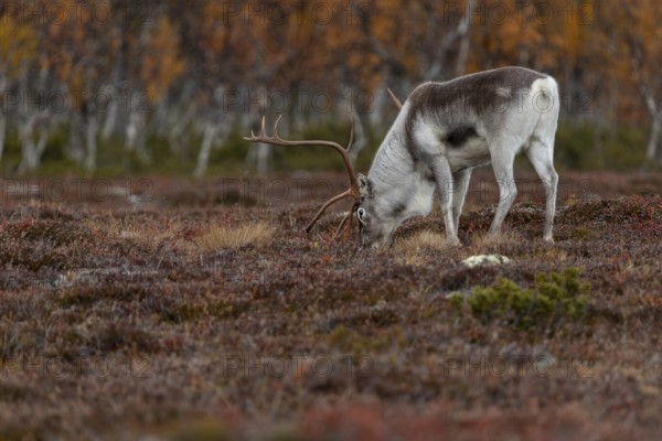 The scents contained in a female's urine seem to be of great interest to the reindeer bull
