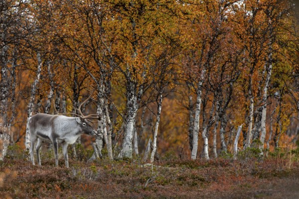 Reindeer bull (Rangifer tarandus) in rut in autumn ambience, rutting season, mating season, autumn,