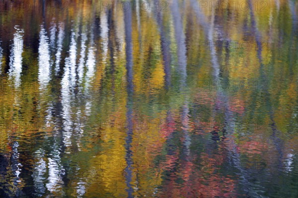 Trees reflected in water surface, riverbank, river landscape, autumn leaves, Indian summer, Maine,