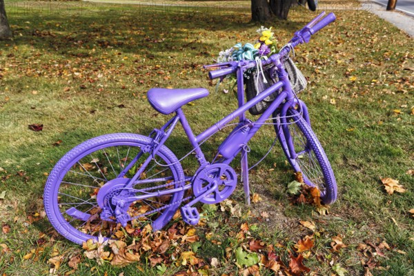 Purple painted bicycle with flowers, decoration, autumn leaves in a meadow, Ogunquit, Maine, New
