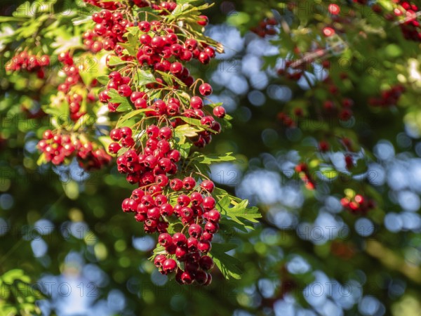 Leatherleaf hawthorn also apple thorn, tree fruit, near Munich