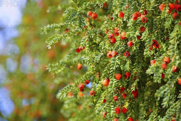 Fruits on a European yew tree, southern Germany