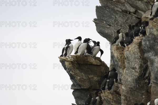 A group of guillemots (Uria aalge) on a high rock in a harsh environment, Hornoya, Vardø, Finnmark,