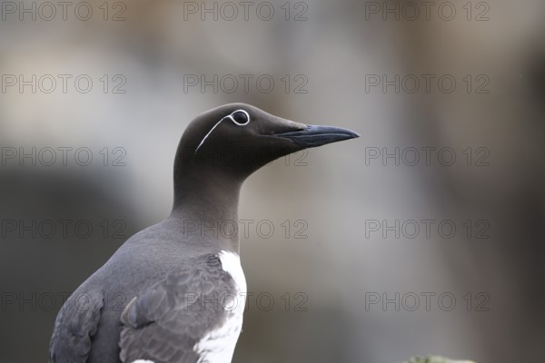Red guillemot (Uria aalge) in profile in soft light against a blurred background, Hornoya, Vardø,