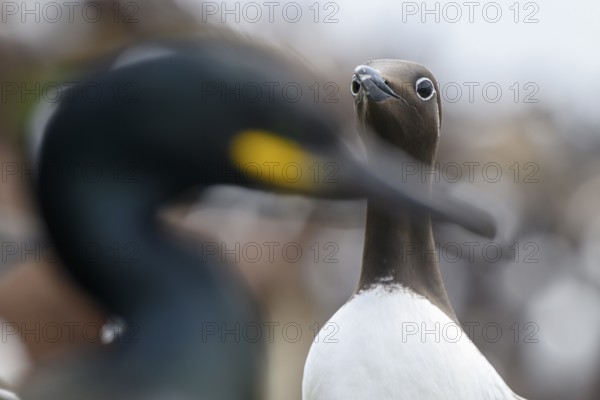 Close-up of a guillemot (Uria aalge) with a blurred shag (Phalacrocorax aristotelis syn Gulosus