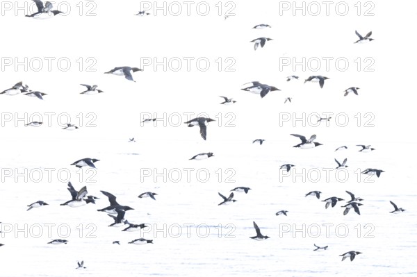 Black and white guillemots (Uria aalge) flying in large numbers against an empty, light-coloured