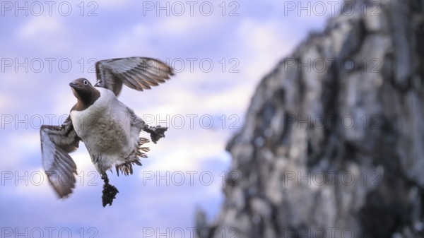 A guillemot (Uria aalge) flies in front of a rocky coast at dusk, while the sky is tinted in soft