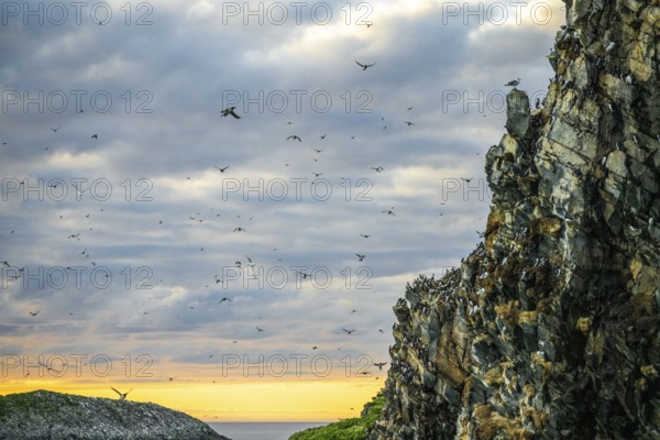 Flocks of guillemots (Uria aalge) fly over the coastal cliffs while the sky glows in evening