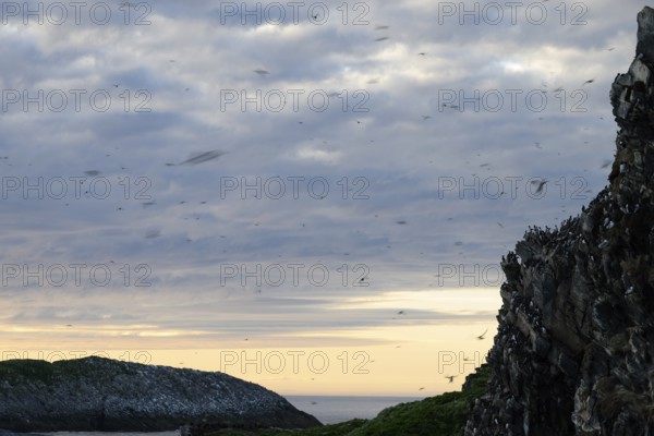 Coastal landscape with flying guillemots (Uria aalge) flying over the rocks under a cloudy sky at