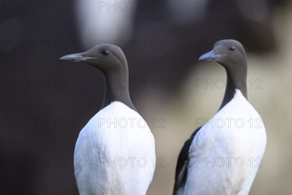 Two common guillemots (Uria aalge) standing upright next to each other in a group, Hornoya, Vardø,
