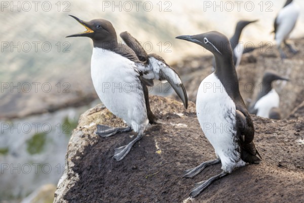Two guillemots (Uria aalge) on a rock, one with open beak, surrounded by sunlight and water,