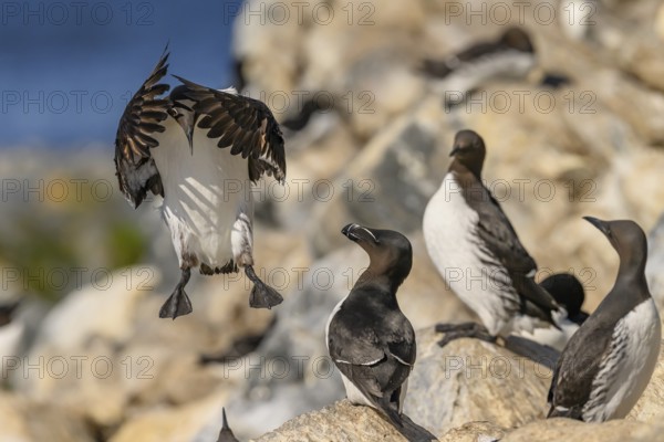 Common guillemots (Uria aalge) on a rock, one lands while others watch, Hornoya, Vardø, Finnmark,