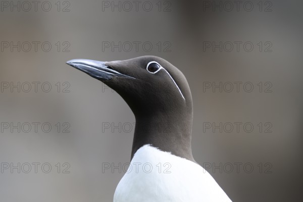 Lateral portrait of a guillemot (Uria aalge) head with clear view and blurred background, Hornoya,