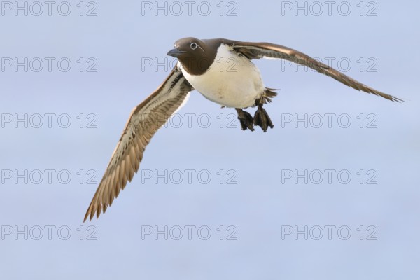 A guillemot (Uria aalge) in the air with outstretched wings against a blue sky, Hornoya, Vardø,