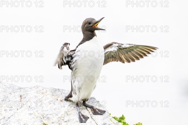 A guillemot (Uria aalge) with outstretched wings on a rock against a white background, Hornoya,