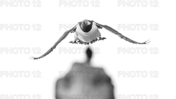 A guillemot (Uria aalge) in black and white flight against a blurred background, Hornoya, Vardø,