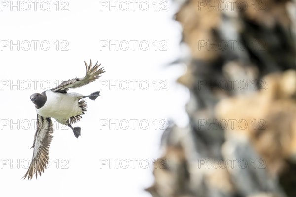 A guillemot (Uria aalge) in flight near a rock face, Hornoya, Vardø, Finnmark, Norway